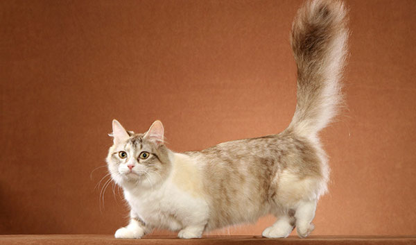 Znalezione obrazy dla zapytania munchkin koty