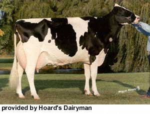 Krowa rasy holsztynsko-fryzyjskiej