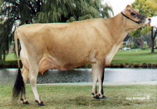 Krowa rasy Jersey
