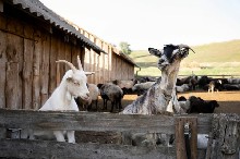 Dwie kozy róznych ras