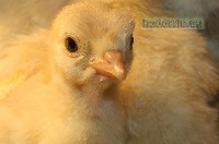 Dobre warunki klimatyczne w odchowalni to zdrowe indyczeta