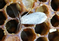 Barciak mniejszy łać. Achroia grisella