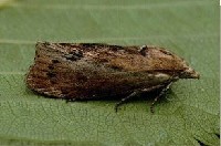 Barciak większy łać. Galleria mellonella