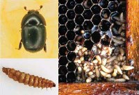 Chrząszcz ulowy (Aethina tumida)