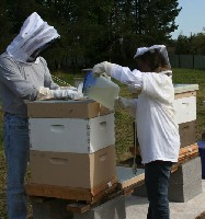 Dokarmianie pszczół miodem ekologicznym