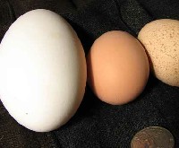 Porównanie jaj gęsi do jaja kurzego