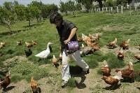 Karmienie kur na wsi