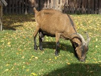 Koza rasy alpejskiej z charakterystycznym brązowym ubarwieniem i czarną pręgą wzdłuż linii grzbietu