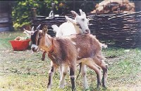 Koźlęta rasy barwnej uszlachetnionej