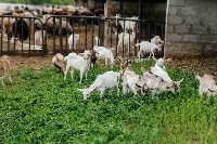 Pasące się stado kóz