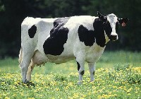 Krowa rasy czarno-białej.