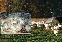 Poprawny skład paszy dla indyków gwarantuje sukces hodowlany