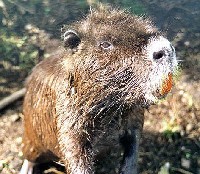 Nutria na lądzie