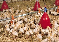 System pojenia dla indycząt