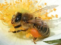 Pszczoła miodna Apis mellifera