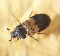 Skórnik słoniniec (Dermestes lardarius).