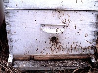 Biegunka pszczół-widoczne skutki nosemozy