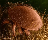 Warroza- roztocze pszczół