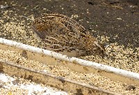 Dorosła przepiorka przy korytku z paszą