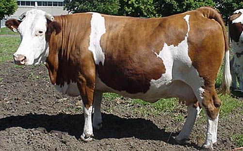 Krowa rasy Montbeliarde 
