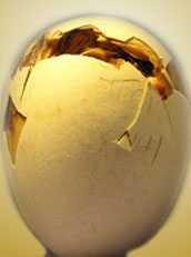 Jajo naklute w końcowej fazie klucia.