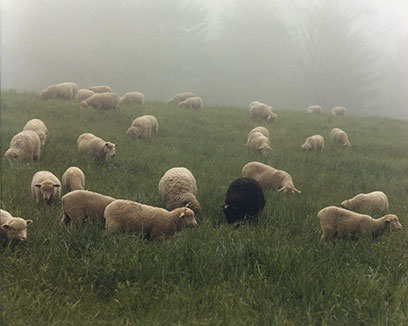 Stado owiec na pastwisku o poranku (Podhale)