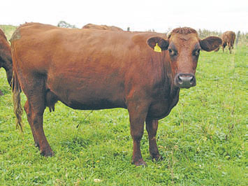 Krowa rasy polskiej czerwonej (rasa kombinowana)