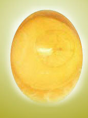 Widok do wnętrza świerzego zapłodnionego jaja 