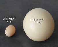 Jao strusie jest ponad 25 krotnie większe od jaja kurzego