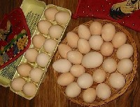 Tylko jaja ekologiczne najwyższej jakości mogą przynieść spodziewany zysk