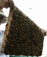 Pszczelarz dokonujący przeglądu pasieki