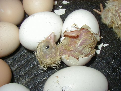 Wylęg jaj z produkcji ekologicznej może być prowadzony w standardowych
warunkach. Z uwagi na możliwość pomieszania z innym materiałem
najlepiej inkubację przeprowadzić w małych specjalistycznych aparatach
wylęgowych.